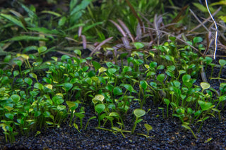 Marsilea Hirsuta Tc Cup