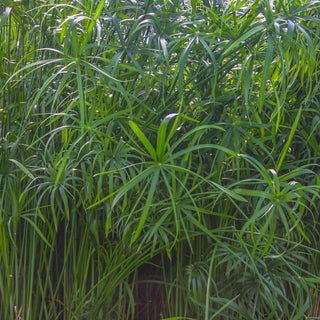 Papyrus, Dwarf Giant