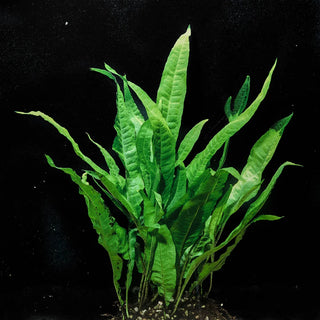 Microsorum Pteropus 'Narrow Leaf Red'