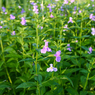 Monkey Flower