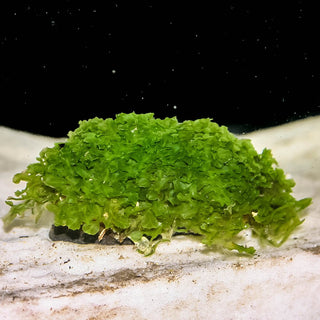 Taxiphyllum Berbieri T/C Cup