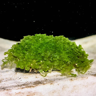 Taxiphyllum 'Taiwan Moss' T/C Cup