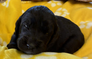 Mr. Black