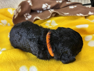 Mr. Orange