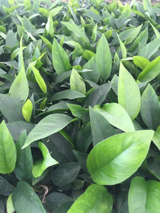 Anubias Nangi