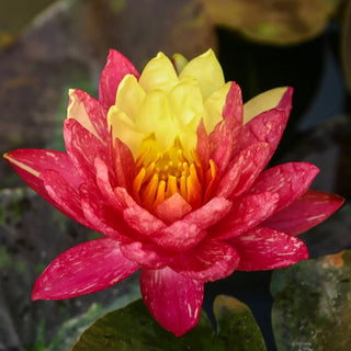 Wanvisa Potted