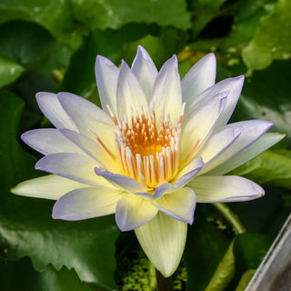 Moonbeam