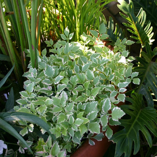 Water Celery, Variegated