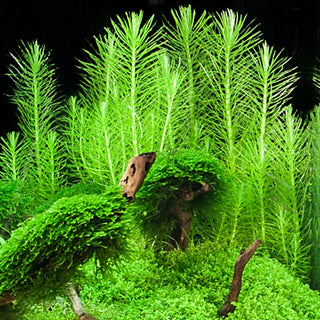 Pogostemon Erectus