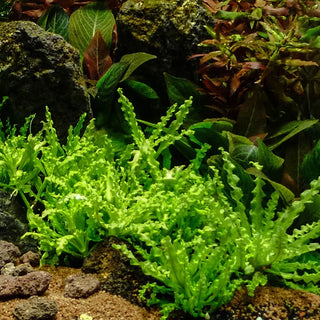 Pogostemon Helferi T/C Cup