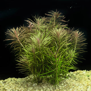 Pogostemon Dassen