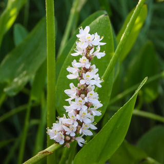 Pickerel, White