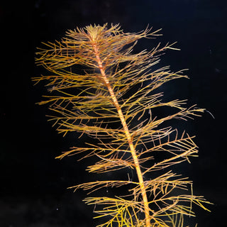 Eriocaulon Sp. Vietnam