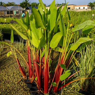 Thalia Red Stem