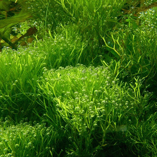 Riccia Portion