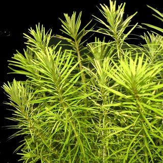 Rotala Nanjenshan