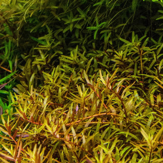 Rotala Bonsai T/C Cup