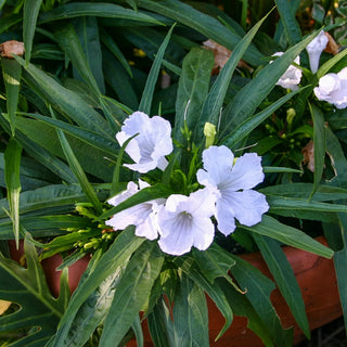Blue Bell, Compacta