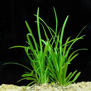 Subulata, Dwarf Bunch