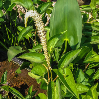 Lizard'S Tail
