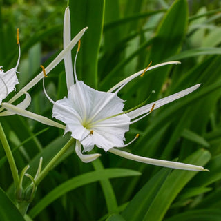 Spider Lily