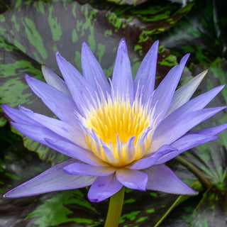 Star Of Siam