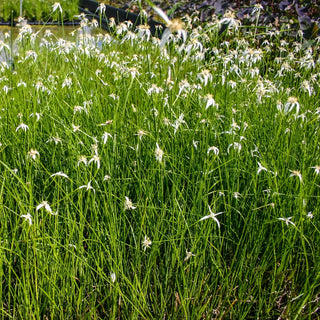 Star Grass