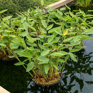 Thalia Dealbata