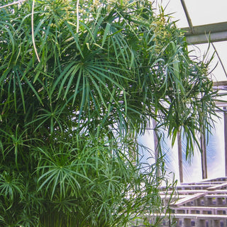 Umbrella Palm, Dwarf