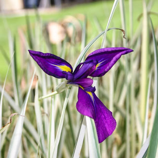 Iris, Japanese Variegated