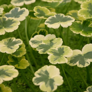 Pennywort, Variegated