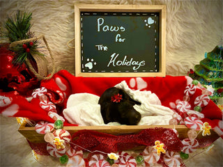 Goldendoodle Puppies:
