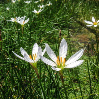 Zephyr Lily
