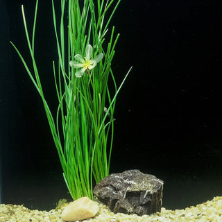 Onion Plant, Dwarf