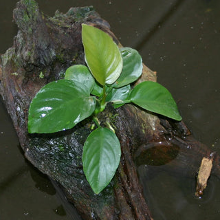 Barteri 'Round Leaf'