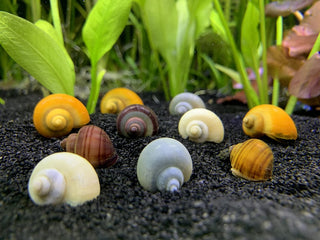 Gold mystery snails with bright golden shells