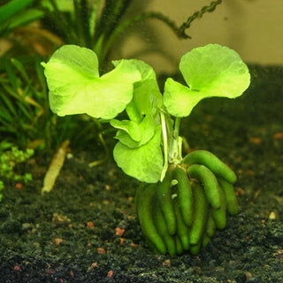 Amazon Frogbit Portion