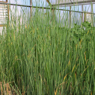 Cattail, Graceful