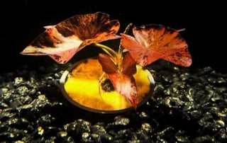 Dwarf Lily Bulb (Nymphaea Stellata)Live Aquarium Plant - TWO DAY SHIPPING