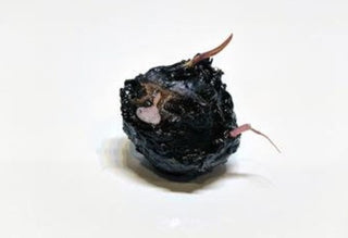 Dwarf Lily Bulb (Nymphaea Stellata)Live Aquarium Plant - TWO DAY SHIPPING