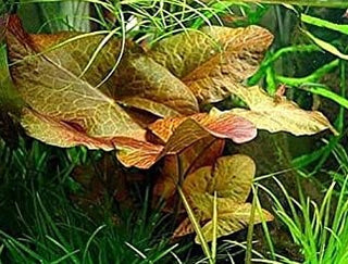 Dwarf Lily Bulb (Nymphaea Stellata)Live Aquarium Plant - TWO DAY SHIPPING