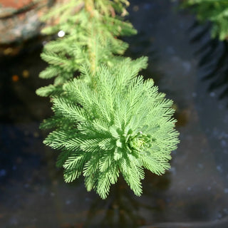 Parrot'S Feather