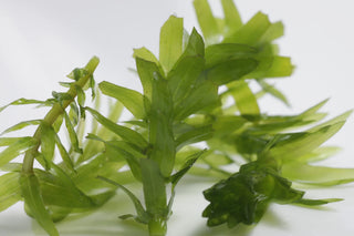 BUY 2 GET 1 FREE Anacharis (Egeria Densa)  | 3 Bunches (4 stems per bunch) | Bulk Buying Discounts | Your Aquatic Paradise Awaits with Shore Aquatic