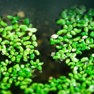 Duckweed Portion