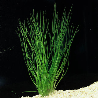 Octopus Plant