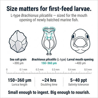 Size comparison for first-feed larvae: sea salt grain ~300 microns, Brachionus plicatilis L-type 150-360 microns, larval mouth opening ~400 microns