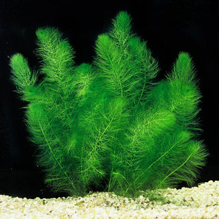 Myrio, Green