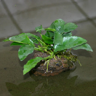 Nana Narrow Leaf