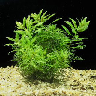 Proserpinaca Palustris