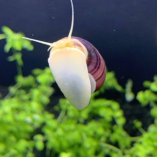 Close-up of a purple mystery snail with extended antennae